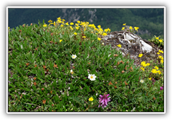 Blumenmeer