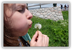 Angie im Kampf mit der Pusteblume