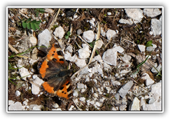 Schmetterling