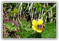 Bienchen flog hoch hinauf