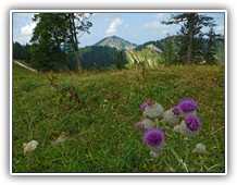 Zwölferhorn - Panoramaweg