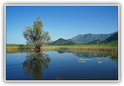 Montenegro - Skutarisee