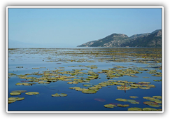 Montenegro - Skutarisee