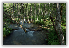 Montenegro - Nationalpark Durmitor, einmal um den See herum