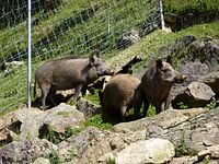 Steinwasenpark - Wildschweine unter uns