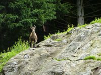 Steinwasenpark