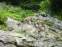 Steinwasenpark