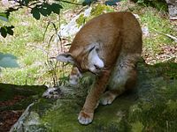 Steinwasenpark - Familie Luchs