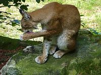 Steinwasenpark - Familie Luchs