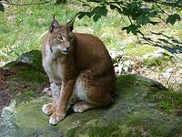 Steinwasenpark - Familie Luchs