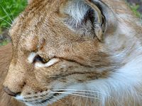 Steinwasenpark - Familie Luchs