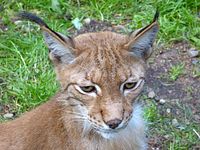 Steinwasenpark - Familie Luchs