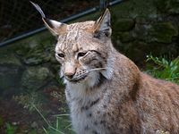 Steinwasenpark - Familie Luchs