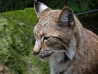 Steinwasenpark - Familie Luchs