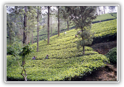 Sri Lanka - Teeplantagen