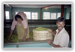 Sri Lanka - Teeplantagen