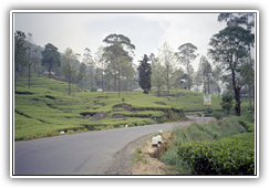 Sri Lanka - Teeplantagen