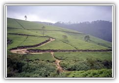 Sri Lanka - Teeplantagen