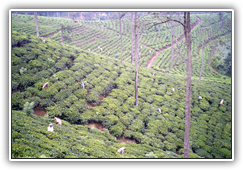Sri Lanka - Hochland