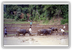 Sri Lanka - Feldbewirtschaftung