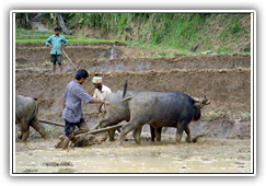 Sri Lanka - Feldbewirtschaftung