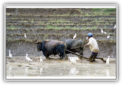 Sri Lanka - Feldbewirtschaftung