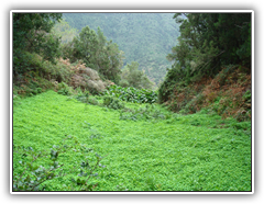 Teneriffa - Wanderung zum Höhlendorf Chinamada